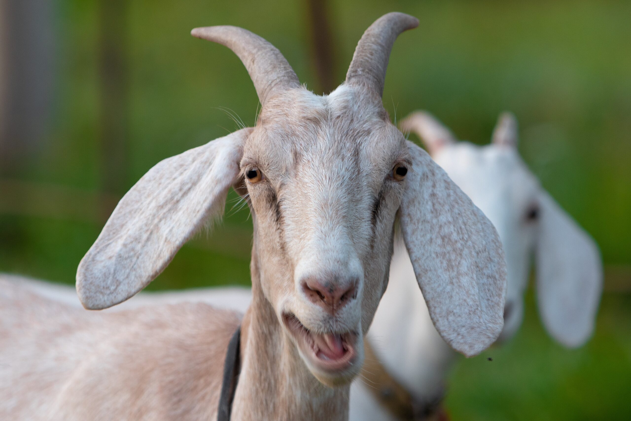 Goat Milking