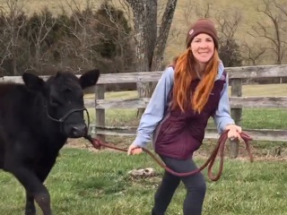 Arabelle The Milk Cow